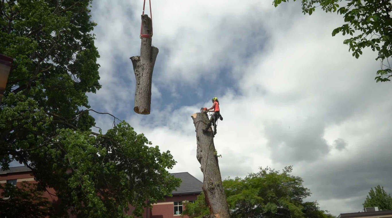 Crane-assisted tree removal service in Dale City, VA